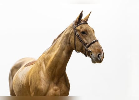 Selle Français, Giumenta, 11 Anni, 172 cm, Sauro scuro