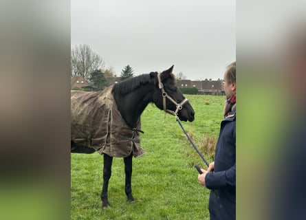 Selle Français, Giumenta, 12 Anni, 163 cm, Morello