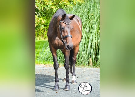 Selle Français, Giumenta, 13 Anni, 172 cm, Baio nero