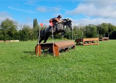 Selle Français, Giumenta, 4 Anni, 165 cm, Grigio