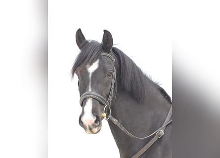 Selle Français, Giumenta, 5 Anni, 158 cm, Morello