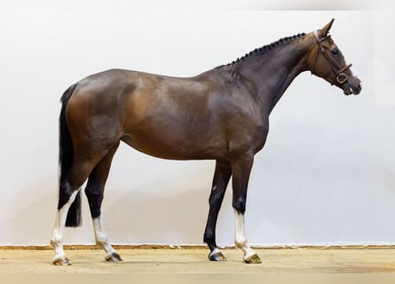 Selle Français, Giumenta, 5 Anni, 164 cm, Baio