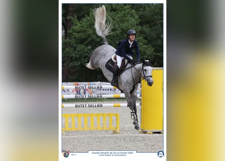 Selle Français, Giumenta, 7 Anni, 164 cm, Grigio