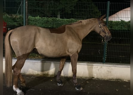 Selle Français, Giumenta, 7 Anni, 165 cm, Sauro scuro