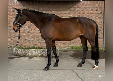 Selle Français, Giumenta, 9 Anni, 163 cm, Baio scuro