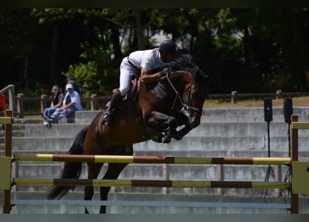 Selle Français, Hengst, 10 Jaar, 165 cm, Bruin