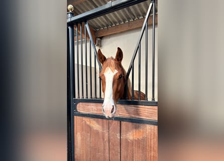 Selle Français, Hengst, 2 Jaar, Vos