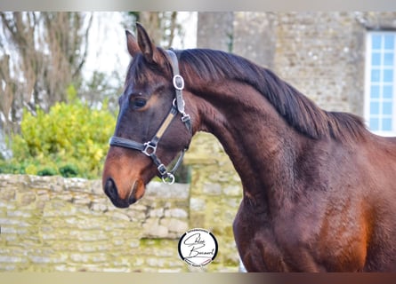 Selle Francais, Hengst, 2 Jahre, 163 cm, Dunkelbrauner