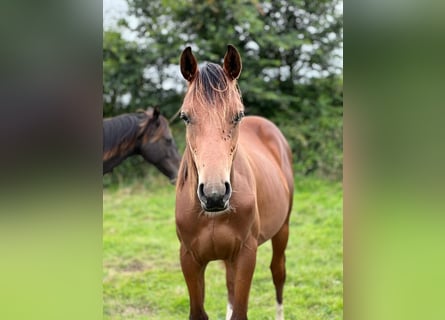 Selle Francais, Hengst, 2 Jahre, Brauner