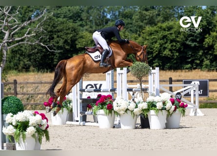 Selle Français, Hengst, 4 Jaar, 168 cm, Vos