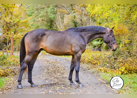 Selle Francais, Hengst, 4 Jahre, 168 cm, Schwarzbrauner