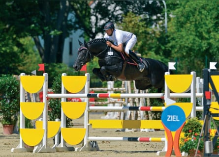 Selle Francais, Hengst, 18 Jahre, 168 cm, Schwarzbrauner