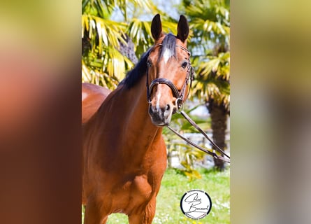 Selle Français, Hongre, 11 Ans, 155 cm, Bai cerise