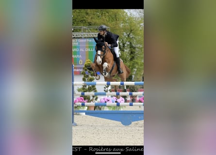 Selle Français, Hongre, 13 Ans, 167 cm, Alezan