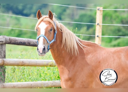 Selle Français, Hongre, 3 Ans, 165 cm, Alezan
