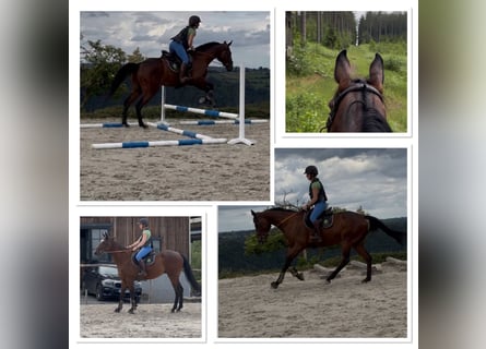 Selle Français, Hongre, 4 Ans, 167 cm, Bai
