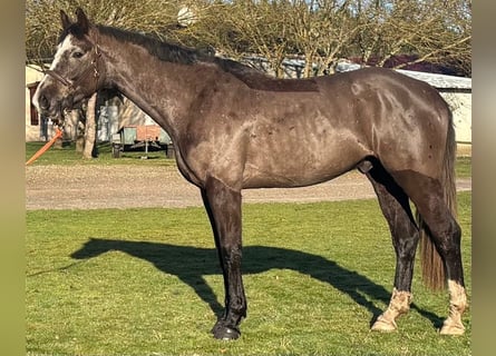 Selle Français, Hongre, 4 Ans, 170 cm, Rouan Bleu