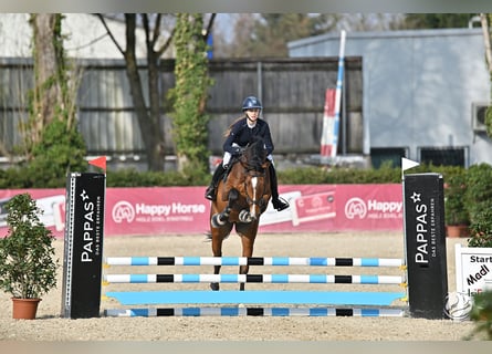 Selle Français, Hongre, 5 Ans, 168 cm, Bai
