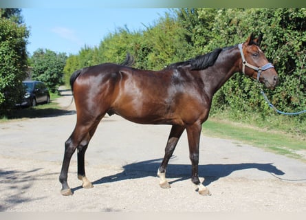 Selle Français, Hongre, 6 Ans, 165 cm, Bai cerise