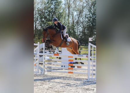 Selle Français, Hongre, 6 Ans, 166 cm, Bai