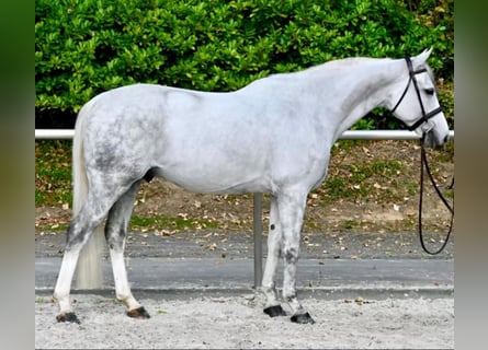 Selle Français, Hongre, 6 Ans, 166 cm, Blanc