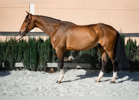 Selle Français, Hongre, 6 Ans, 169 cm, Bai