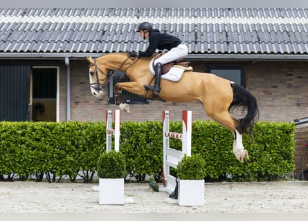 Selle Français, Hongre, 6 Ans, 172 cm, Isabelle