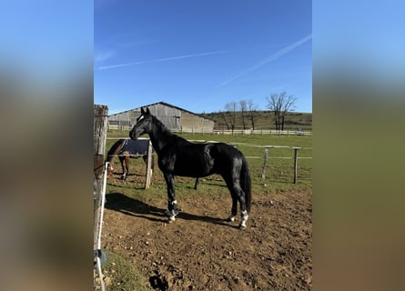 Selle Français, Hongre, 6 Ans, 172 cm, Noir