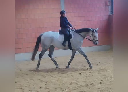 Selle Français, Hongre, 7 Ans, 176 cm, Gris moucheté