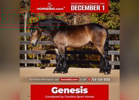 Selle Français Croisé, Hongre, 7 Ans, Buckskin