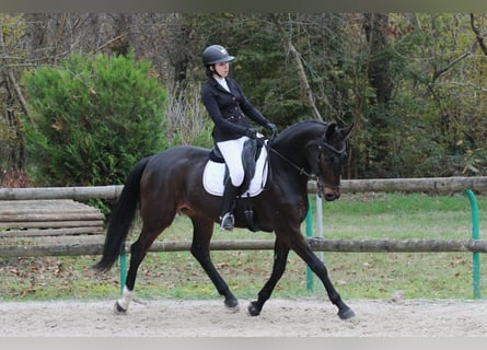 Selle Français, Hongre, 8 Ans, 166 cm, Bai brun