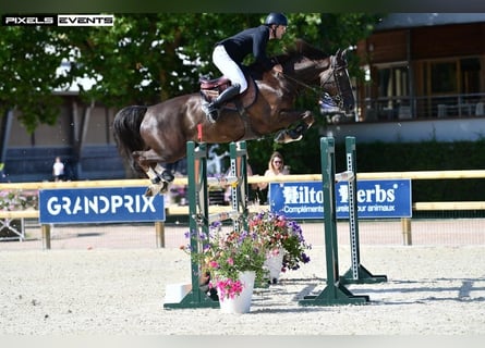 Selle Français, Hongre, 8 Ans, 168 cm, Alezan brûlé