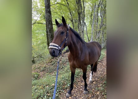 Selle Français, Hongre, 8 Ans, 168 cm, Bai
