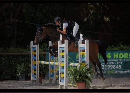 Selle Français, Jument, 12 Ans, 160 cm, Bai brun