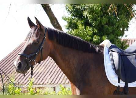 Selle Français, Jument, 12 Ans, 165 cm, Bai brun