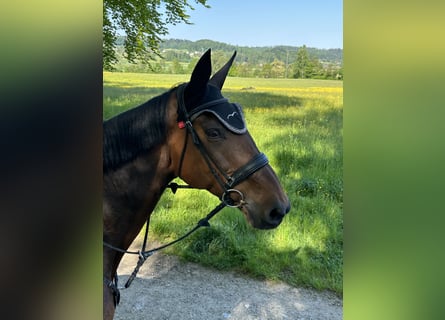 Selle Français, Jument, 12 Ans, 172 cm, Bai brun