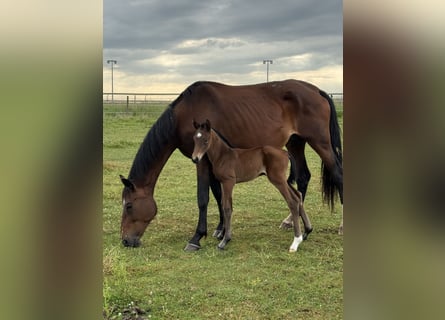 Selle Français, Jument, 1 Année, 170 cm, Bai