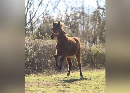 Selle Français, Jument, 2 Ans, Bai