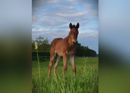 Selle Français, Jument, 2 Ans, Bai