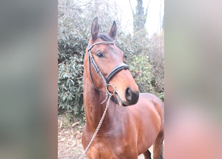 Selle Français, Jument, 4 Ans, 167 cm, Bai
