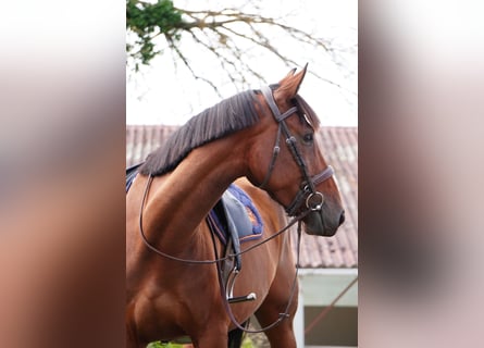 Selle Français, Jument, 4 Ans, 168 cm, Bai