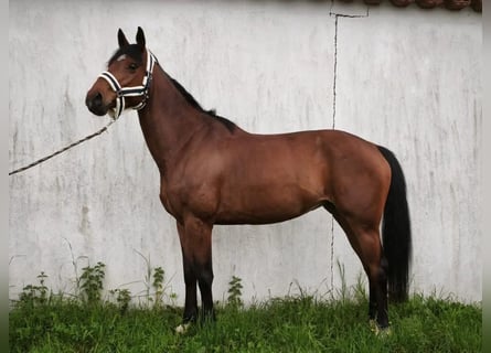 Selle Français, Jument, 5 Ans, 165 cm, Bai