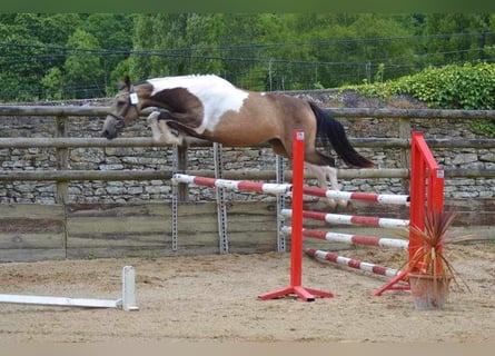Selle Français, Jument, 5 Ans, 165 cm, Buckskin