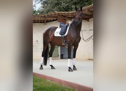 Selle Français, Jument, 5 Ans, 170 cm, Bai brun