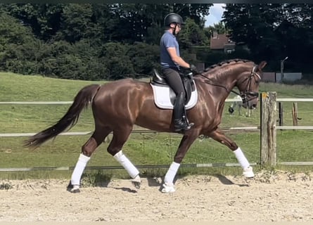 Selle Français, Jument, 5 Ans, 175 cm, Alezan cuivré