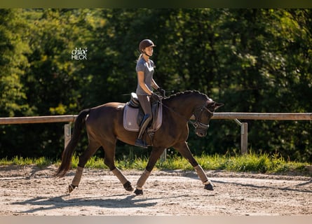 Selle Français, Jument, 6 Ans, 164 cm, Bai brun
