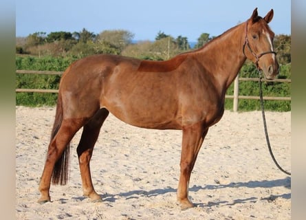 Selle Français, Jument, 6 Ans, 167 cm