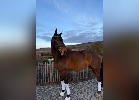 Selle Français, Jument, 9 Ans, 163 cm, Bai