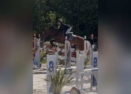 Selle Français, Jument, 9 Ans, 170 cm, Bai