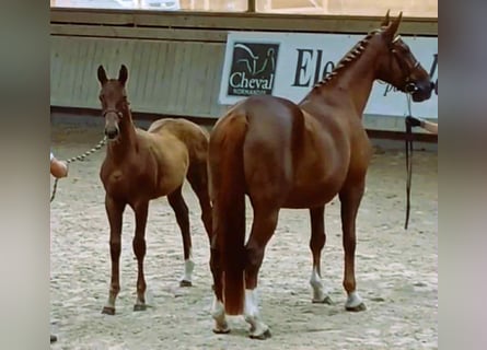 Selle Français, Jument, Poulain (06/2025), 168 cm, Alezan Selle Français, Jument, Poulain (06/2025), 168 cm, Alezan